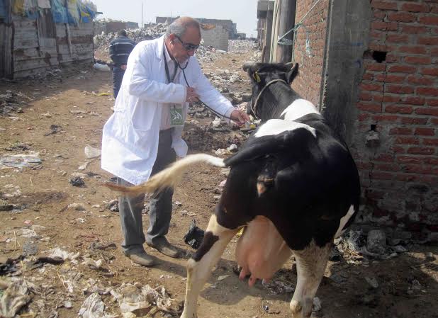 قافلة بيطرية3