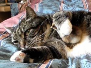 10006993_864984073598544_8170434442051833828_n (1)