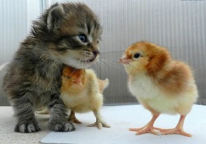 10300299_864983626931922_6753930716293327314_n