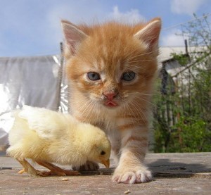 10675760_864983686931916_9076751728972453890_n