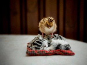 10917843_864983563598595_8458475971545826895_n