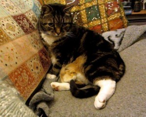 16816_864983746931910_8292858233666565257_n