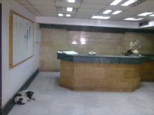 للكلاب نصيب أيضا  بمركز الطب الوقائي بالقاهرة - أوراق عربية 