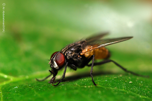 الداء والدواء فى جناحى الذبابة