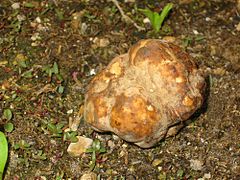 نبات الكمأة