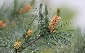 Photo of أكبر الكائنات الحية حجما وطولا وأطولها عمرا مهددة بالإنقراض