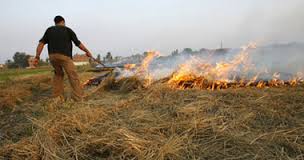 حرق قش الأرز اهدار لموارد الاراضي الزراعيه - ارشيف