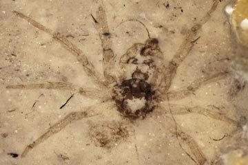 Photo of العثور علي  أحفور لعنكبوت عمره حوالي 215 مليون سنة