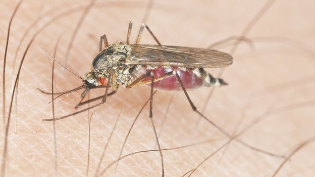 Photo of طفيليات الملاريا يمكنها الاختفاء داخل نخاع العظام لتهرب من الجهاز المناعي للجسم.