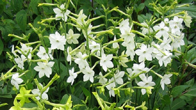 Photo of زهور التبغ يمكن أن تساعد في علاج الأمراض السرطانية.