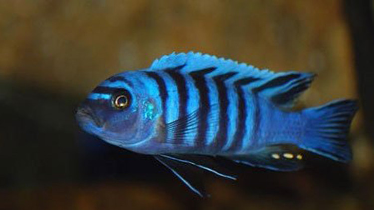 Photo of علماء: تجديد الاسنان عند البالغين ممكن نظريا كنوع من الاسماك