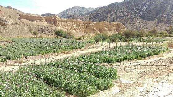 Photo of ضبط 120 ألف شجرة لنبات الأفيون المخدر وطن من نبات البانجو المخدر بجنوب سيناء