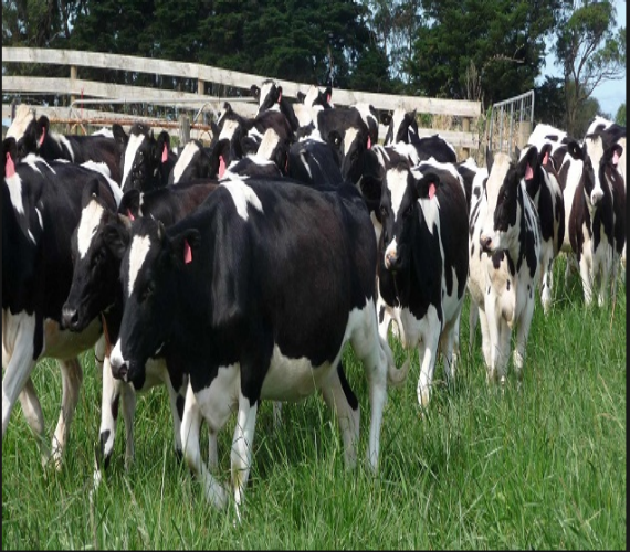 Photo of انتبه !! … حليب الأبقار ومشتقاته يقاوم عمل المضادات الحيوية