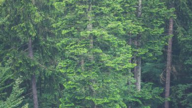 Photo of ثورة … قصة قصيرة جدا