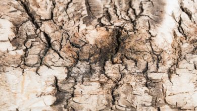 Photo of الكذب … قصة قصيرة جدا