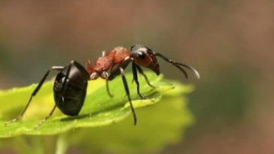 Photo of حامد  بدر  لأوراق عربية  – قالت نملة في الماضي.. في عهد الكورونا .. ماذا يقول الفيروس؟؟!