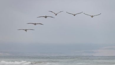 Photo of عمر الدمشيتي لموقع أوراق عربية …  غياب  – قصيدة فصحي