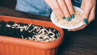 Photo of رشا راضي رجب لموقع أوراق عربية  …. حُبيبات النجاح – مقال