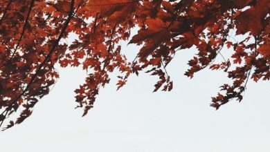 Photo of أمين نبيل لموقع أوراق عربية  ….  وقدرت تبوح  – قصيدة عامية