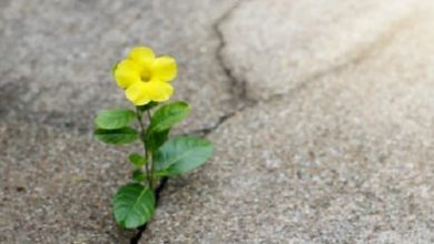 Photo of سارة العربي لموقع أوراق عربية  ……  الواقع – مقال