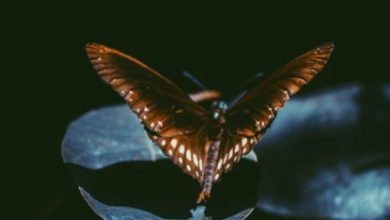 Photo of شيماء عبد الله لموقع أوراق عربية ….جناحان